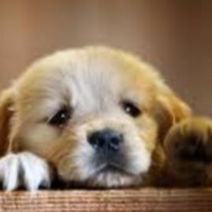 Meet your Posher, Ruby